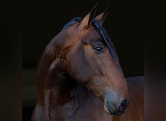 PRE, Wallach, 11 Jahre, 170 cm, Brauner
