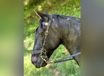 PRE, Wallach, 11 Jahre, 171 cm, Rappe