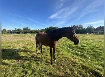 PRE, Wallach, 11 Jahre, 175 cm, Brauner
