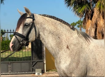 PRE Mix, Wallach, 11 Jahre, Schimmel