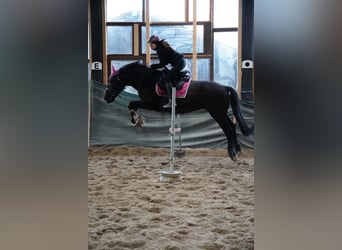 PRE Mix, Wallach, 11 Jahre