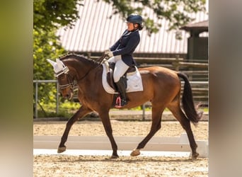 PRE, Wallach, 12 Jahre, 155 cm, Brauner