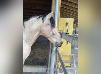 PRE, Wallach, 12 Jahre, 155 cm, Falbe