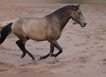 PRE, Wallach, 12 Jahre, 158 cm