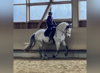 PRE Mix, Wallach, 12 Jahre, 158 cm, Schimmel