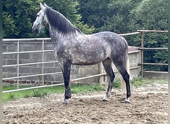 PRE, Wallach, 12 Jahre, 160 cm, Apfelschimmel