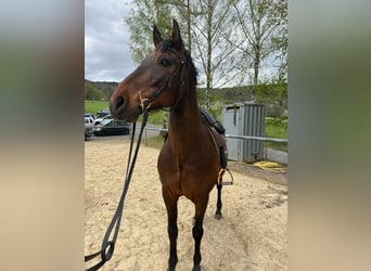 PRE Mix, Wallach, 12 Jahre, 160 cm, Brauner