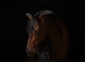 PRE Mix, Wallach, 12 Jahre, 160 cm, Dunkelbrauner