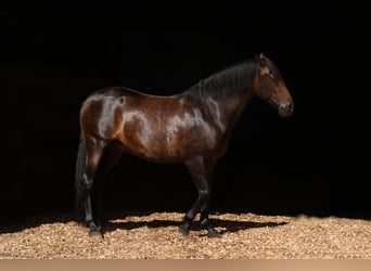 PRE Mix, Wallach, 12 Jahre, 160 cm, Dunkelbrauner