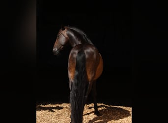 PRE Mix, Wallach, 12 Jahre, 160 cm, Dunkelbrauner