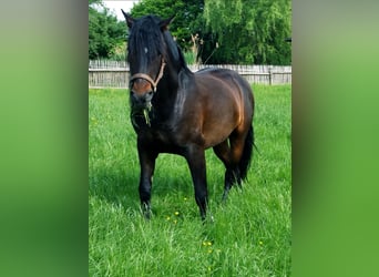 PRE Mix, Wallach, 12 Jahre, 160 cm, Dunkelbrauner