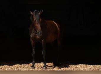 PRE Mix, Wallach, 12 Jahre, 160 cm, Dunkelbrauner