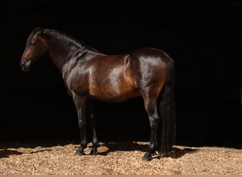 PRE Mix, Wallach, 12 Jahre, 160 cm, Dunkelbrauner