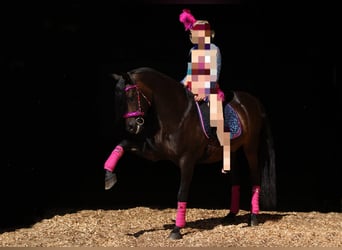 PRE Mix, Wallach, 12 Jahre, 160 cm, Dunkelbrauner