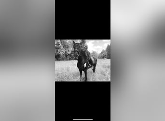 PRE, Wallach, 12 Jahre, 160 cm, Rappe