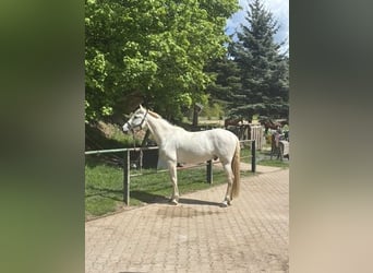 PRE, Wallach, 12 Jahre, 160 cm, Schimmel