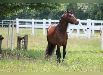 PRE, Wallach, 12 Jahre, 162 cm