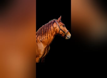 PRE, Wallach, 12 Jahre, 163 cm, Fuchs