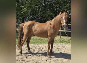 PRE Mix, Wallach, 12 Jahre, 163 cm, Fuchs