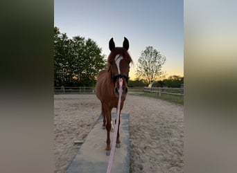 PRE Mix, Wallach, 12 Jahre, 163 cm, Fuchs