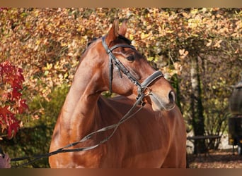 PRE Mix, Wallach, 12 Jahre, 165 cm, Brauner