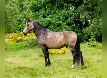 PRE, Wallach, 12 Jahre, 166 cm, Brauner