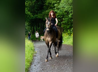 PRE, Wallach, 12 Jahre, 166 cm, Brauner