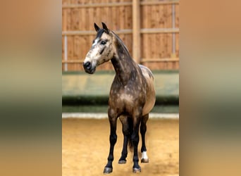 PRE, Wallach, 12 Jahre, 166 cm, Brauner