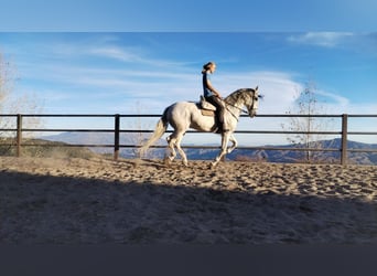 PRE, Wallach, 12 Jahre, 167 cm, Schimmel