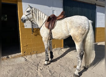 PRE, Wallach, 12 Jahre, 168 cm, Apfelschimmel