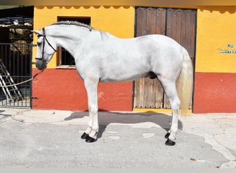 PRE, Wallach, 12 Jahre, 168 cm, Schimmel