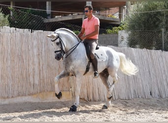 PRE, Wallach, 12 Jahre, 168 cm, Schimmel