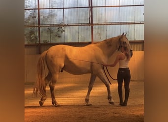 PRE Mix, Wallach, 12 Jahre, 169 cm, Apfelschimmel