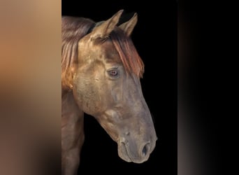 PRE Mix, Wallach, 12 Jahre, 169 cm, Rappe