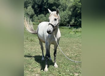 PRE, Wallach, 12 Jahre, 170 cm, Apfelschimmel