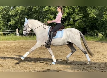 PRE Mix, Wallach, 12 Jahre, 173 cm, Fliegenschimmel