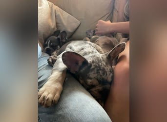 PRE, Wallach, 12 Jahre, 175 cm, Fliegenschimmel