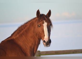 PRE, Wallach, 12 Jahre, Fuchs