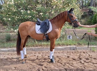 PRE, Wallach, 13 Jahre, 151 cm, Fuchs