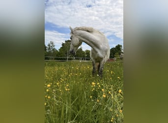 PRE Mix, Wallach, 13 Jahre, 152 cm, Apfelschimmel