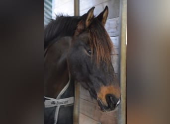 PRE, Wallach, 13 Jahre, 155 cm, Brauner