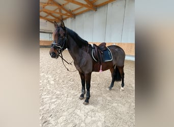 PRE, Wallach, 13 Jahre, 155 cm, Brauner