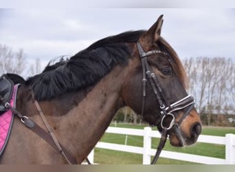 PRE, Wallach, 13 Jahre, 155 cm, Brauner