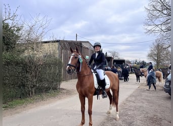 PRE, Wallach, 13 Jahre, 155 cm, Fuchs