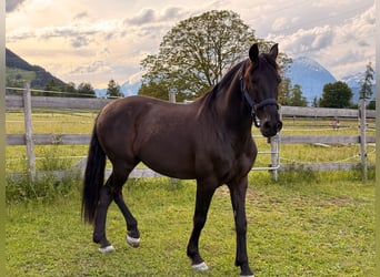 PRE, Wallach, 13 Jahre, 156 cm, Rappe