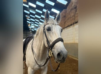 PRE Mix, Wallach, 13 Jahre, 160 cm, Fliegenschimmel