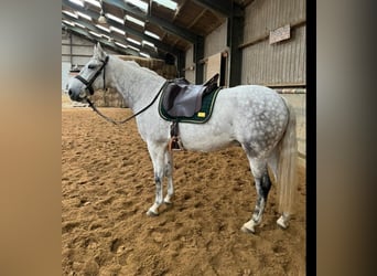PRE Mix, Wallach, 13 Jahre, 160 cm, Fliegenschimmel