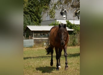 PRE, Wallach, 13 Jahre, 163 cm, Rappe