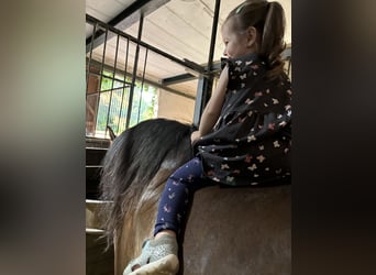 PRE, Wallach, 13 Jahre, 163 cm, Rappe