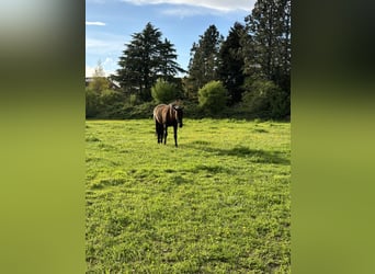 PRE, Wallach, 13 Jahre, 163 cm, Rappe